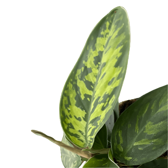 Homalomena 'Camouflage'