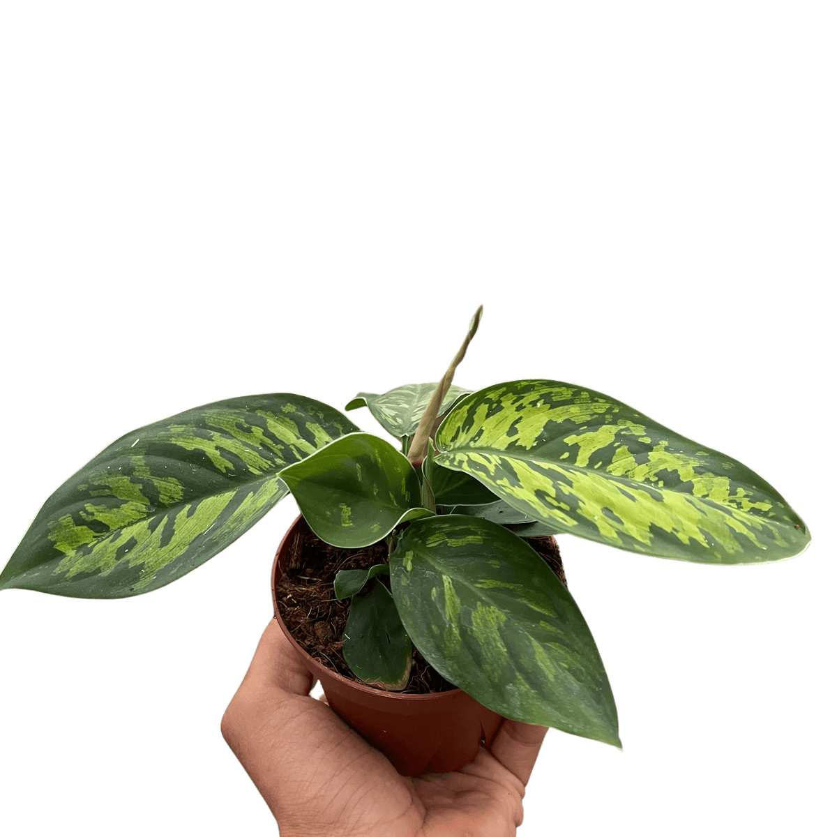 Homalomena 'Camouflage'