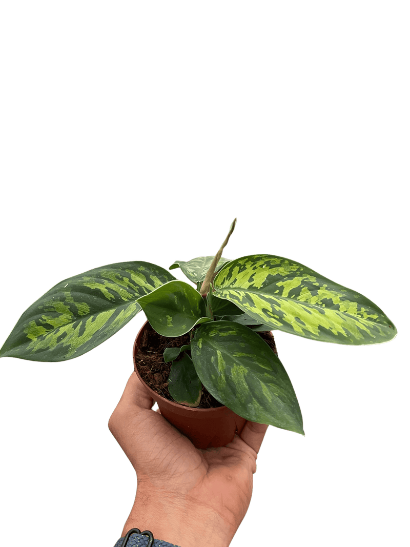 Homalomena 'Camouflage'