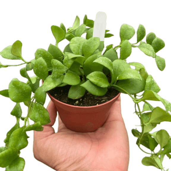 Hoya Heuschkeliana | Flowering Tropical Houseplant | All About Planties