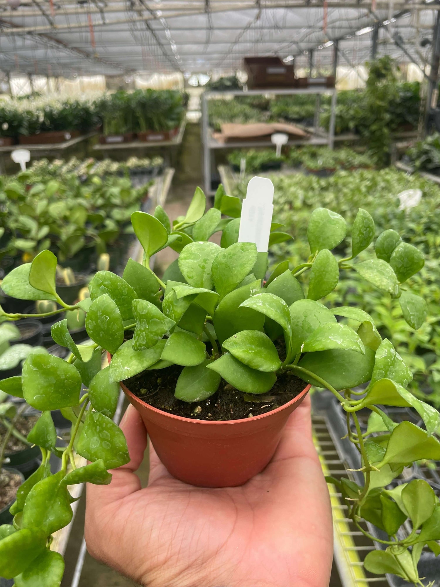 Hoya Heuschkeliana | Flowering Tropical Houseplant | All About Planties