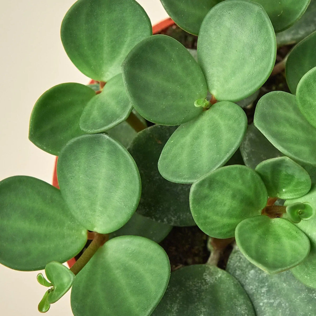 Peperomia Hope plant top view showing round green leaves
