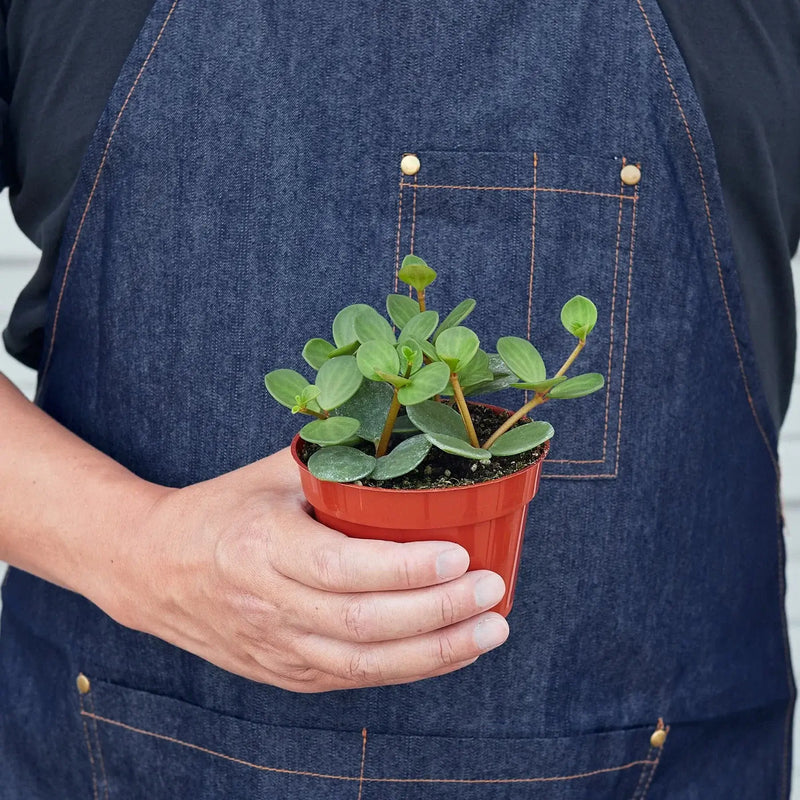 Person holding a Peperomia Hope trailing houseplant in 4-inch terracotta nursery pot