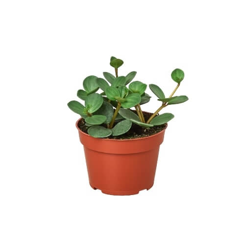 Lush Peperomia tetraphylla Hope trailing plant in warm orange 4-inch pot on white background