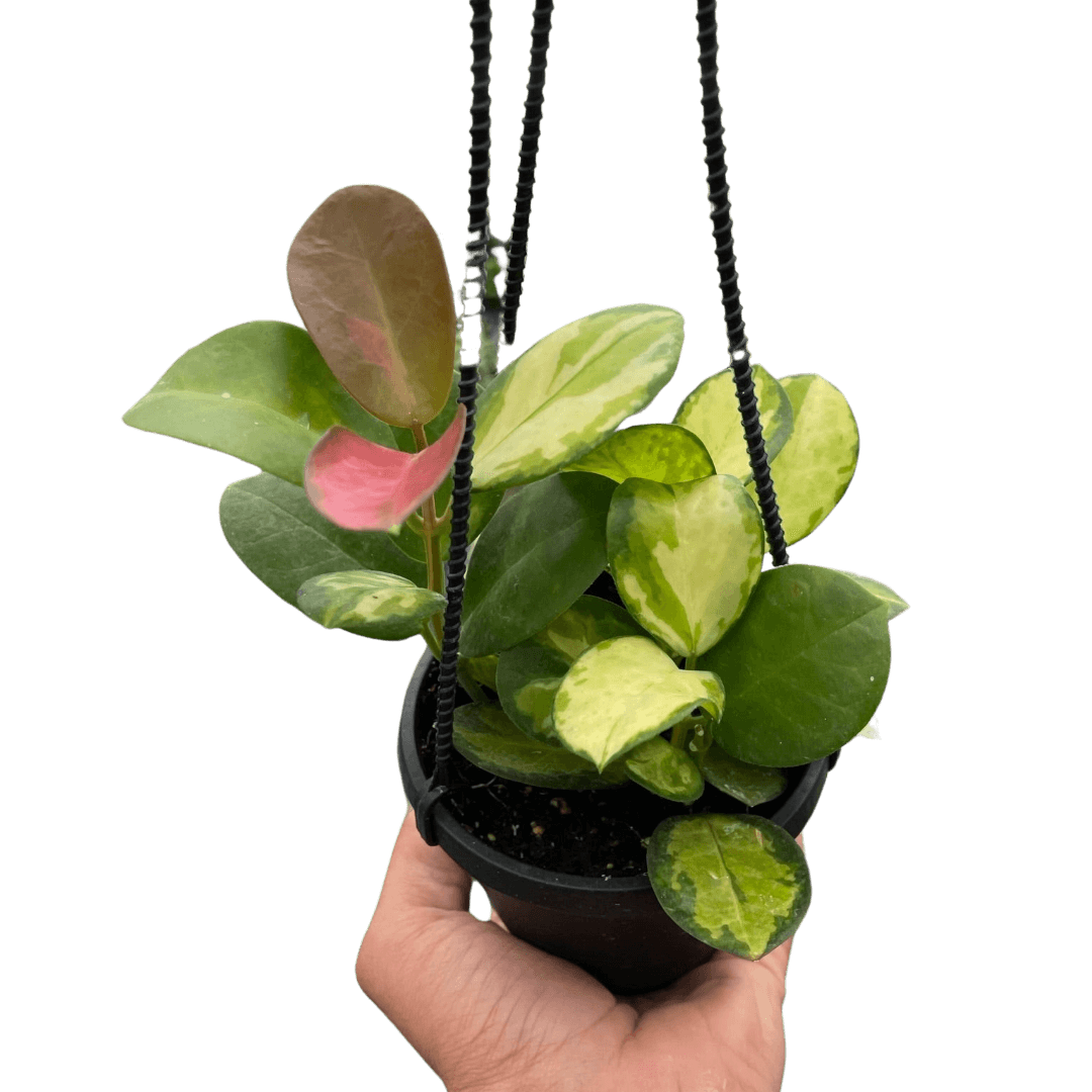 Hoya 'Lisa' | Variegated Houseplant | Potted Houseplants by All About Planties™