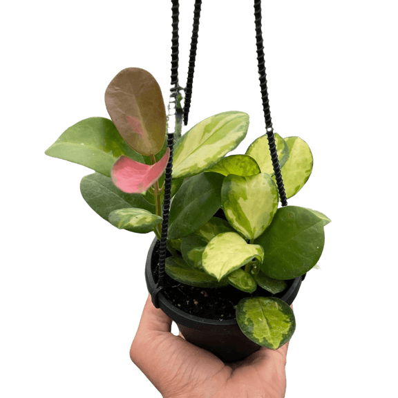 hoya house plant Hoya 'Lisa'