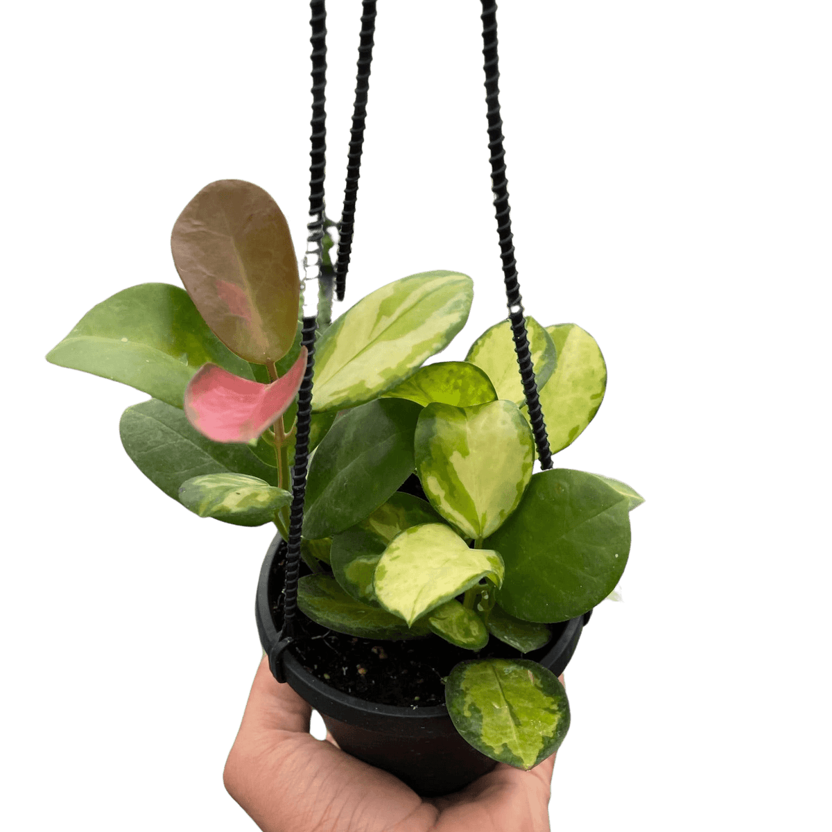 Hoya 'Lisa' | Variegated Houseplant | Potted Houseplants by All About Planties™