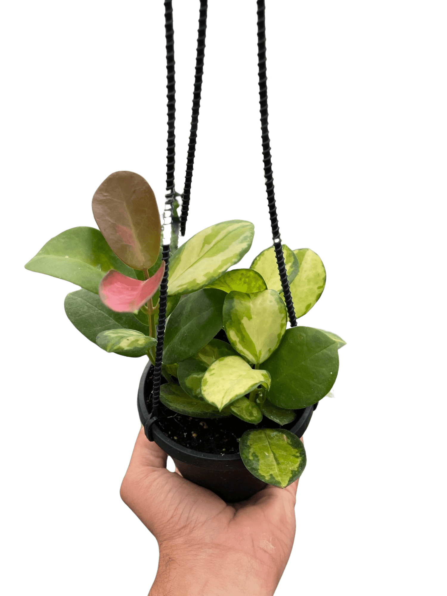 house plant hoya Hoya 'Lisa' - Variegated Pet Safe Trailing Houseplant