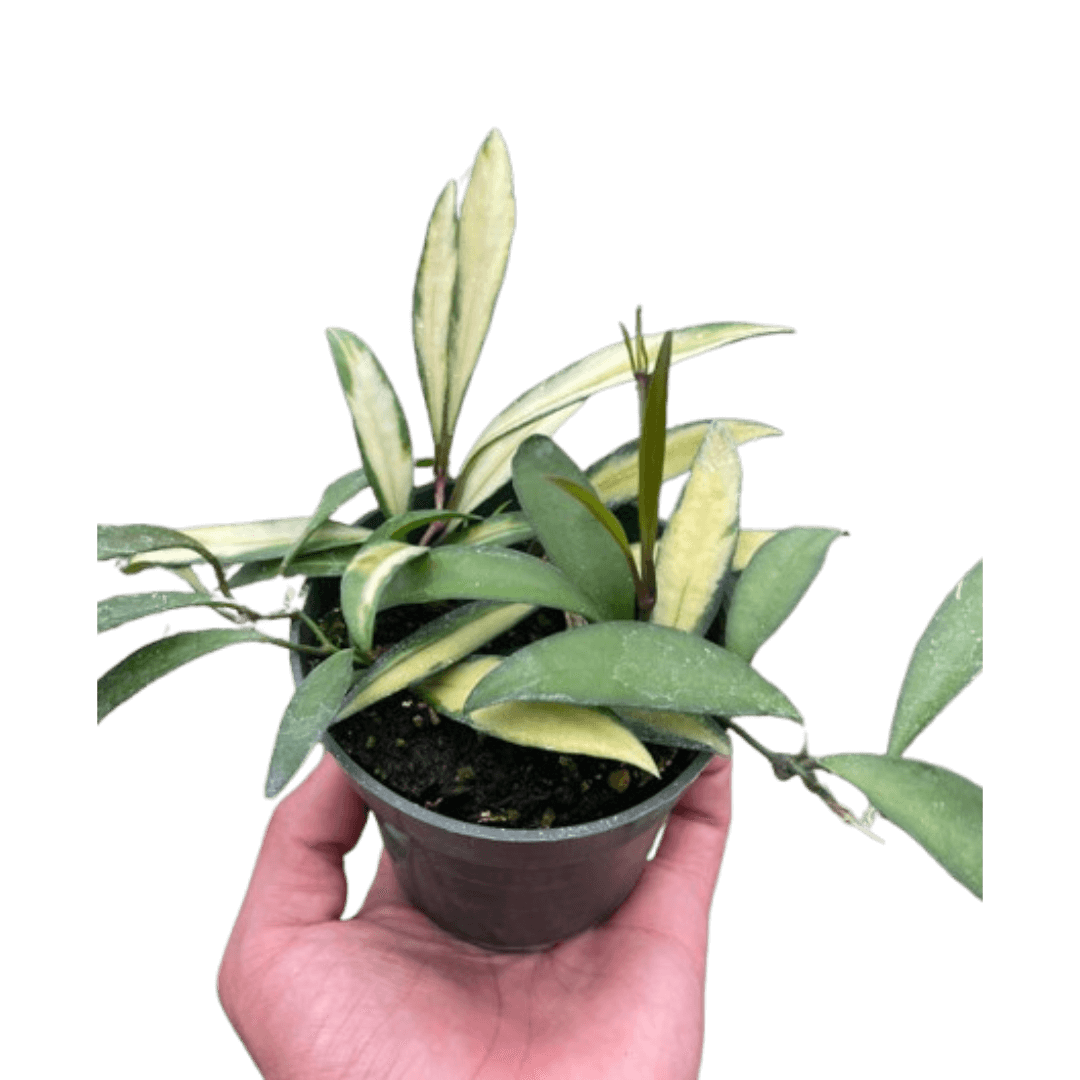 prayer plant kim Maranta 'Beauty Kim' - Pet Safe Variegated Prayer Plant