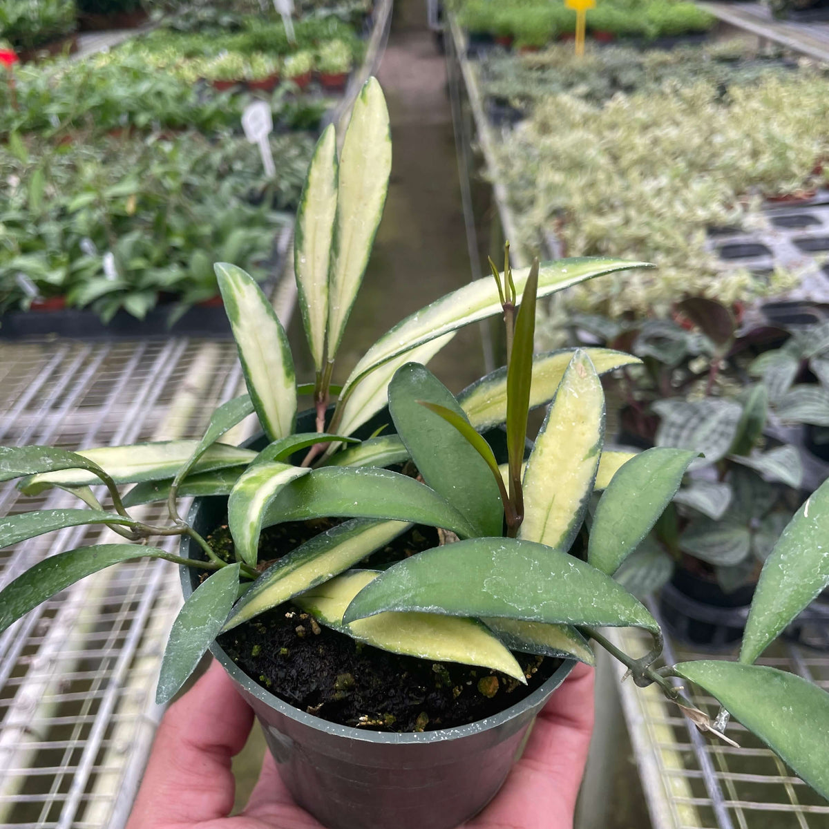 Hoya Wayetii | Rare Plant | All About Planties