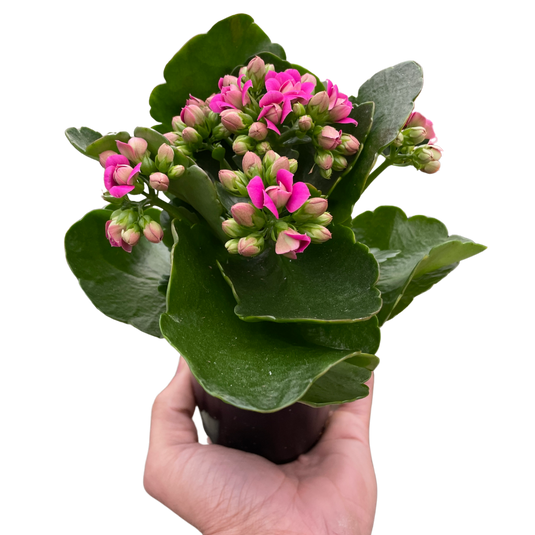 UNTITLED - ＊kalanchoe＊ Altman Plants 3-Pack Kalanchoe in 2.5-in Pot 0872856 at