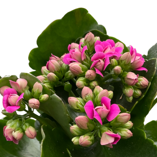 Kalanchoe