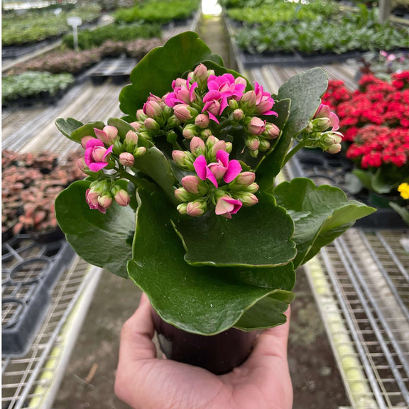 succulents with flowers kalanchoe Kalanchoe