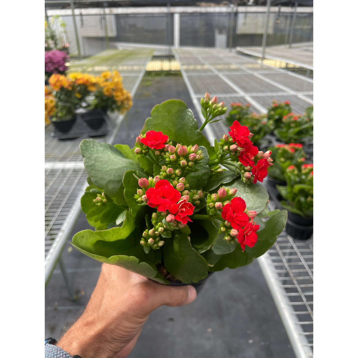 kalanchoe succulent plant Kalanchoe