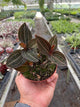 Ludisia Discolor | Jewel Orchid with Stunning Foliage | All About Planties™