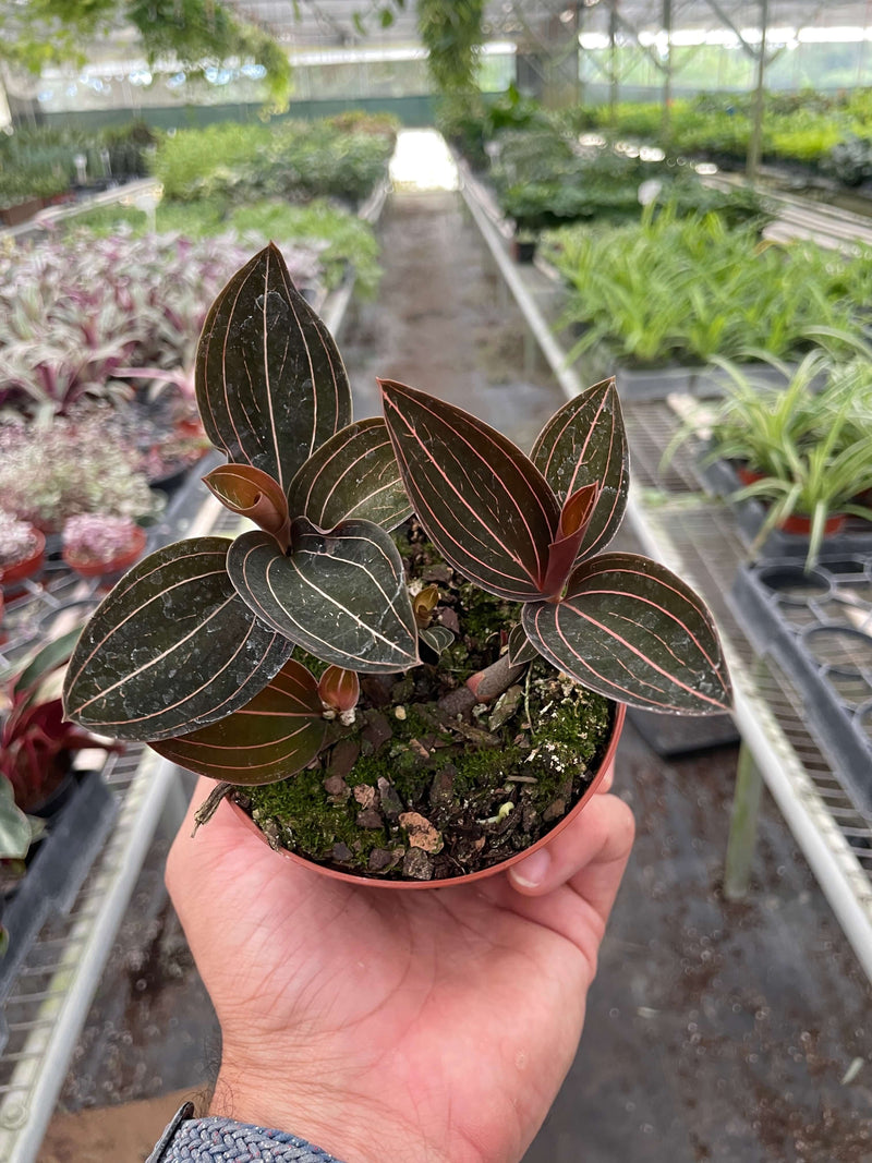 Ludisia Discolor | Jewel Orchid with Stunning Foliage