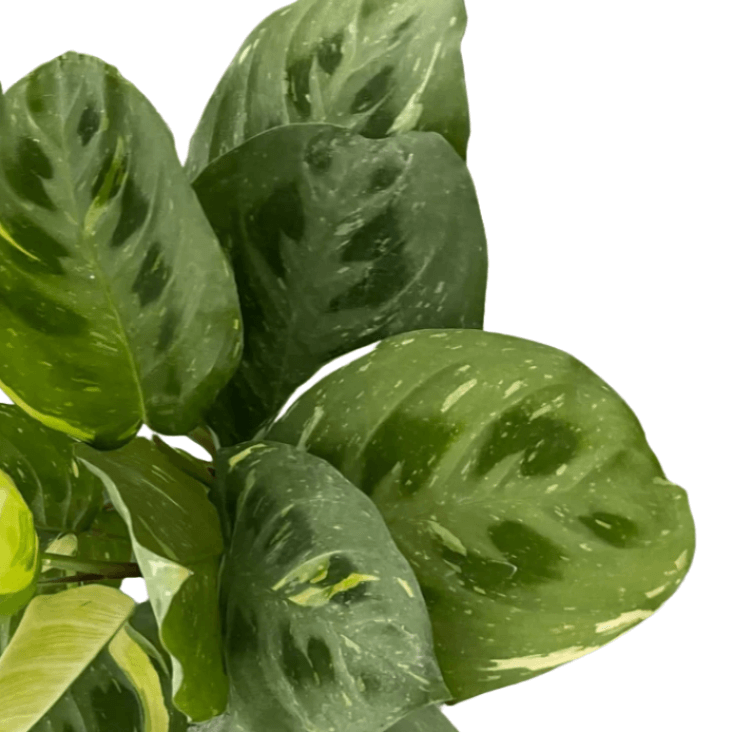 prayer plant beauty kim Maranta Variegated Beauty Kim
