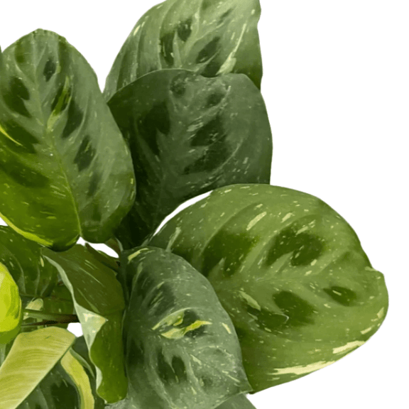 variegated maranta prayer plant Maranta Variegated Beauty Kim