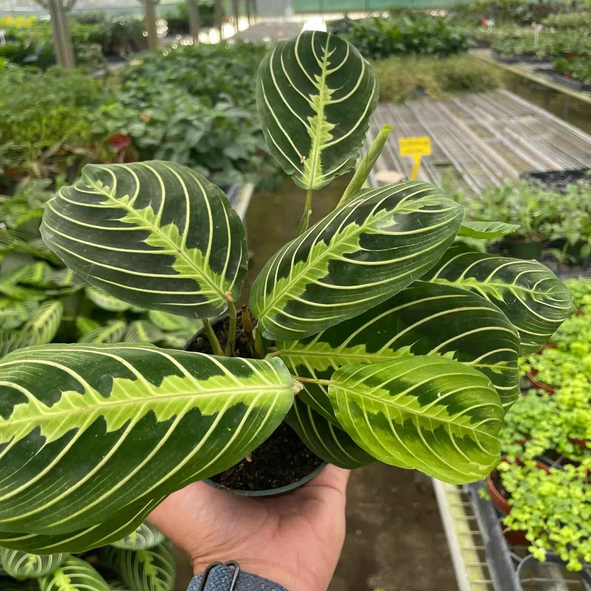 Maranta 'Lemon Lime' Prayer Plant in a Nursery | Pet-Friendly & Vibrant Indoor Plant at All About Planties