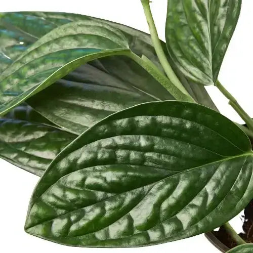 Detailed view of Monstera Peru leaf surface highlighting unique puckered texture and natural variegation