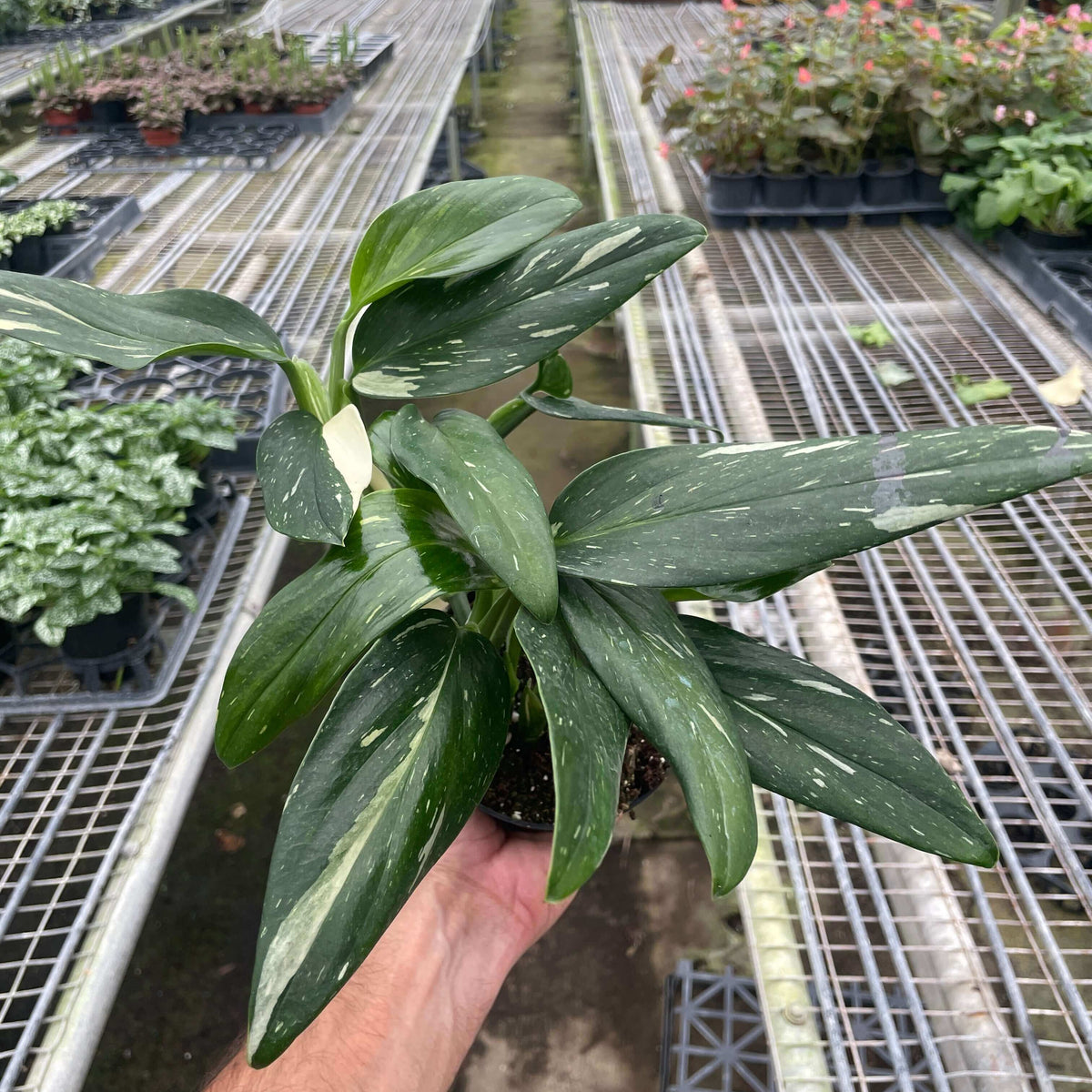  monstera-standeleyana-albo-variegated in a nursery
