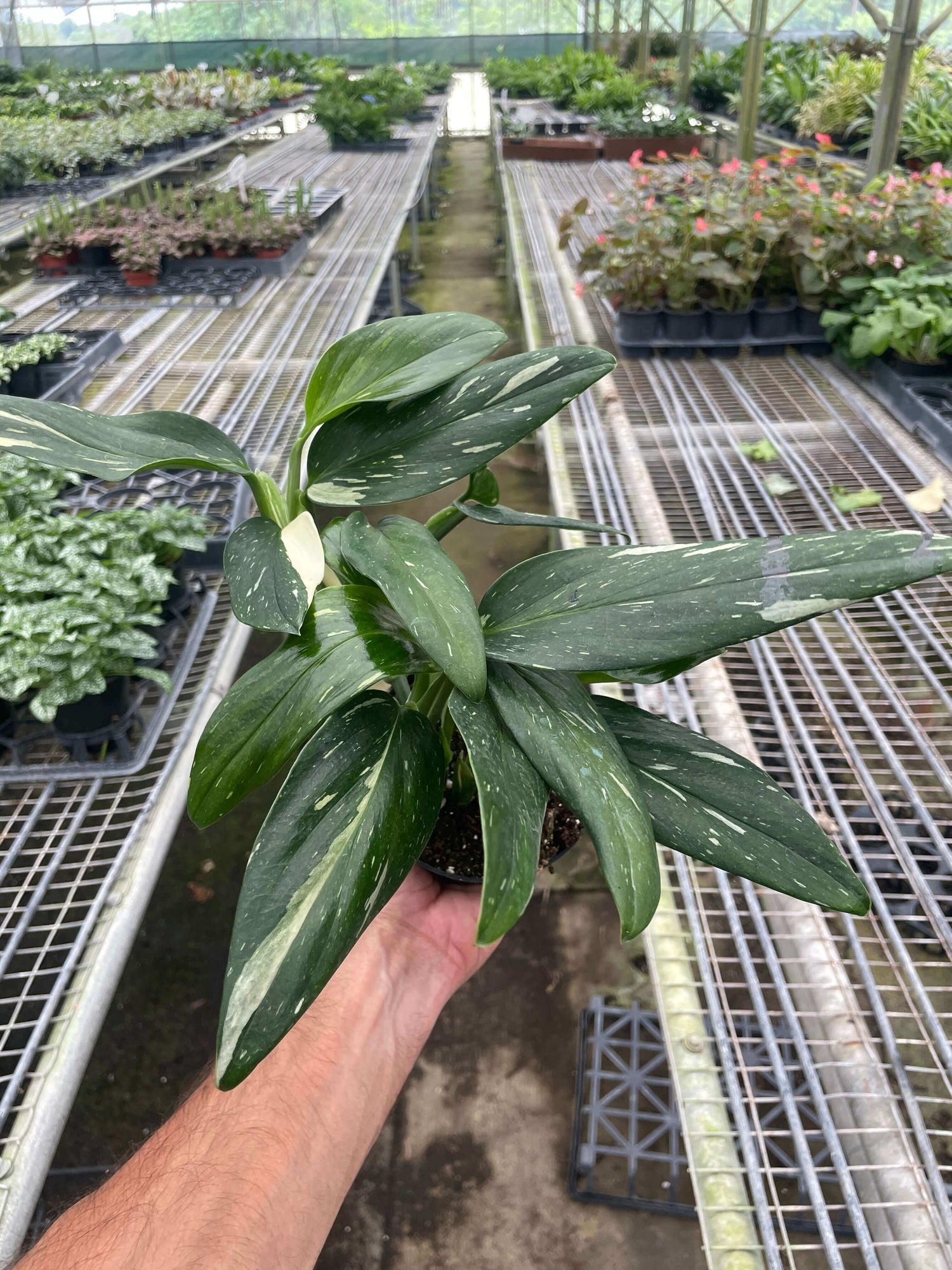  monstera-standeleyana-albo-variegated in a nursery