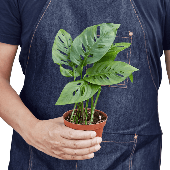 Person holding a Easy care Monstera Adansonii plant in a 4-inch nursery pot