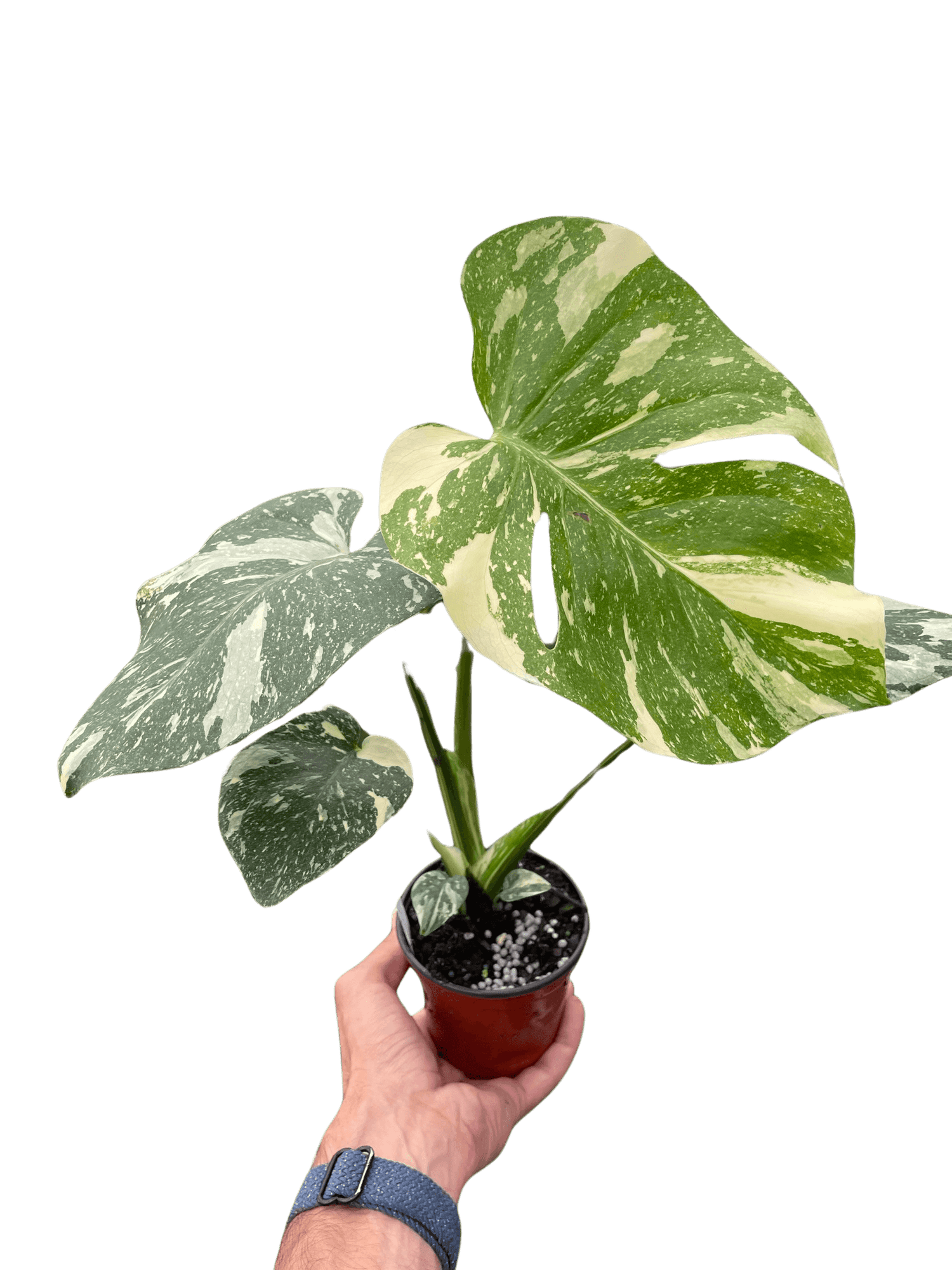 Hand showing a monstera-thai-constellation plant