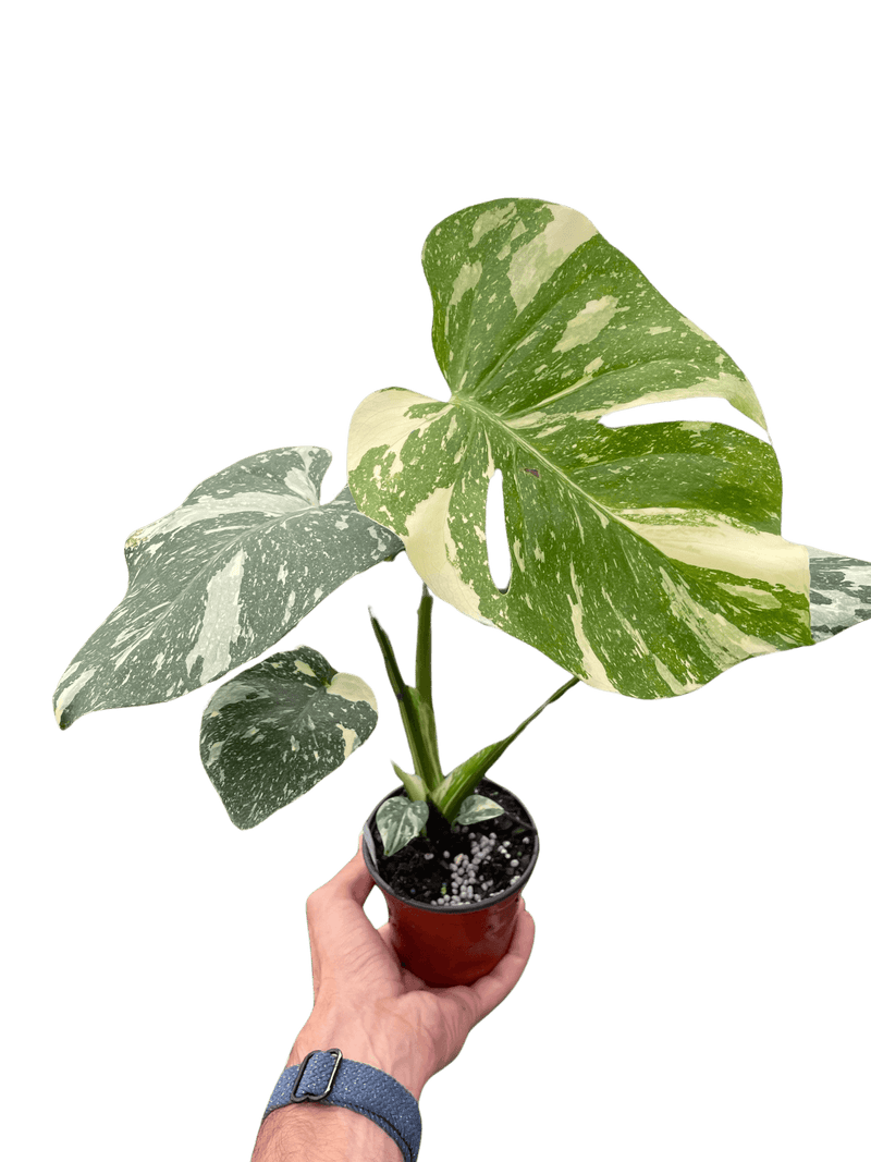 Hand showing a monstera-thai-constellation plant