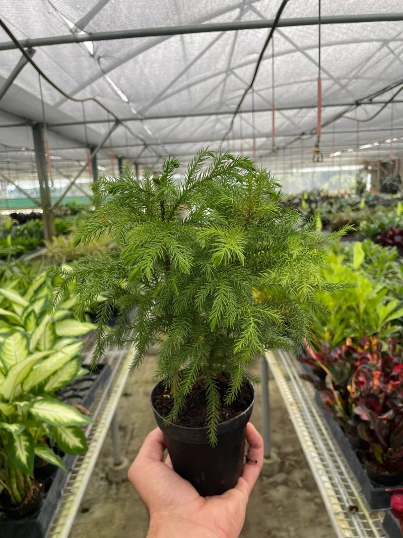 Norfolk Island Pine in nursery | Indoor Plant | All About Planties