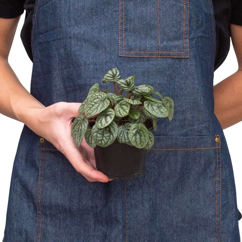 person holding a peperomia burbella plant