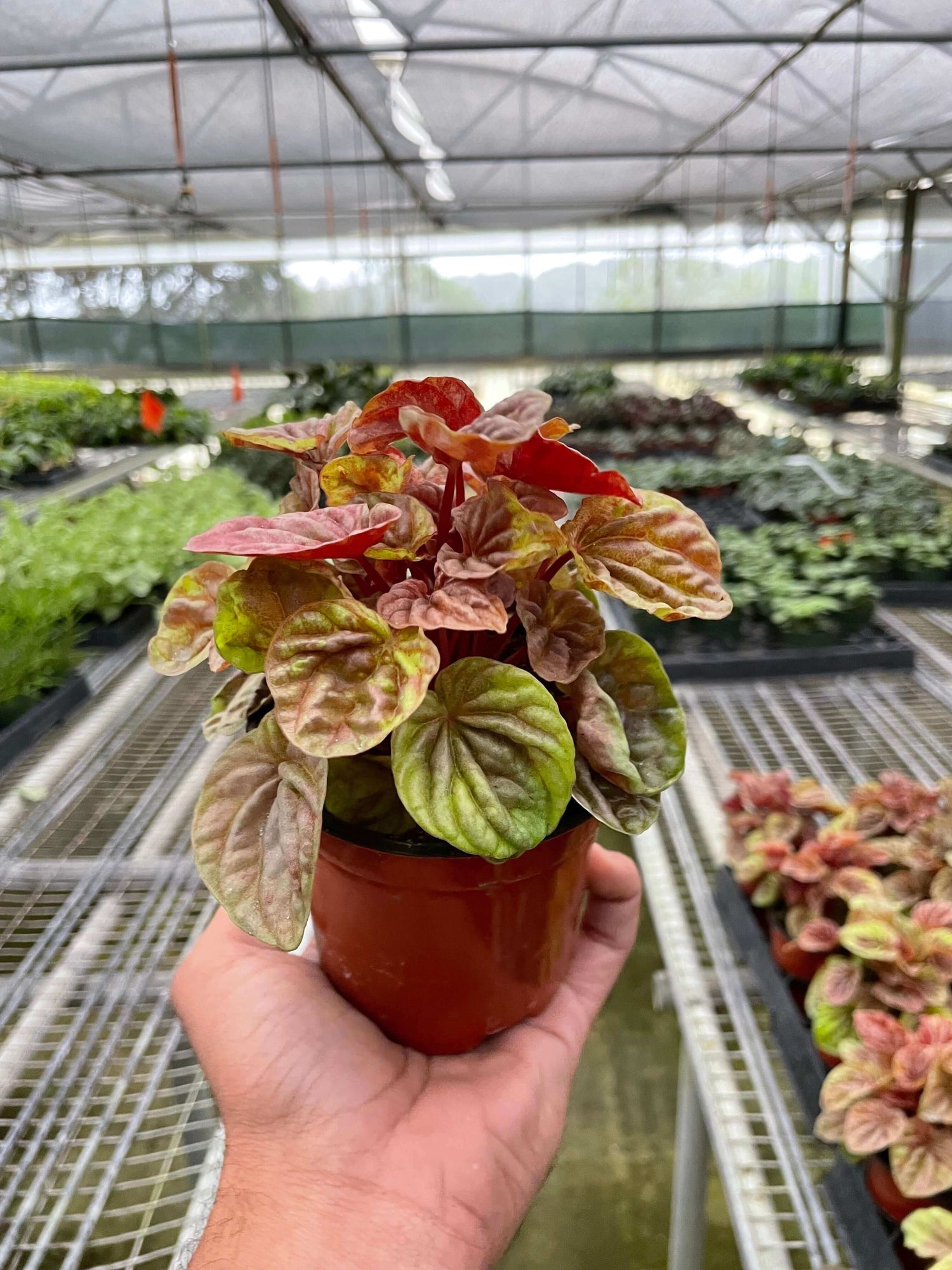 A potted Peperomia 'Quito' plant with bronze, red, and green heart-shaped leaves.