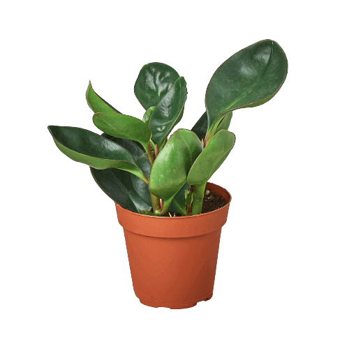 Peperomia Red 4inch| Indoor Plant | All About Planties