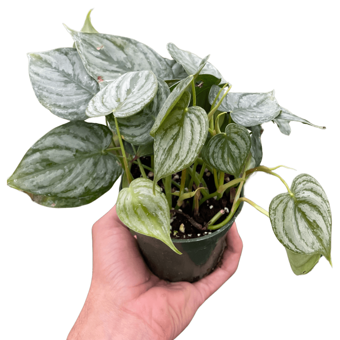 philodendron paraiso verde scientific name Philodendron Paraiso Verde | Easy Care