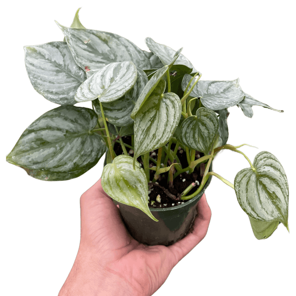 philodendron buy Philodendron Brandi