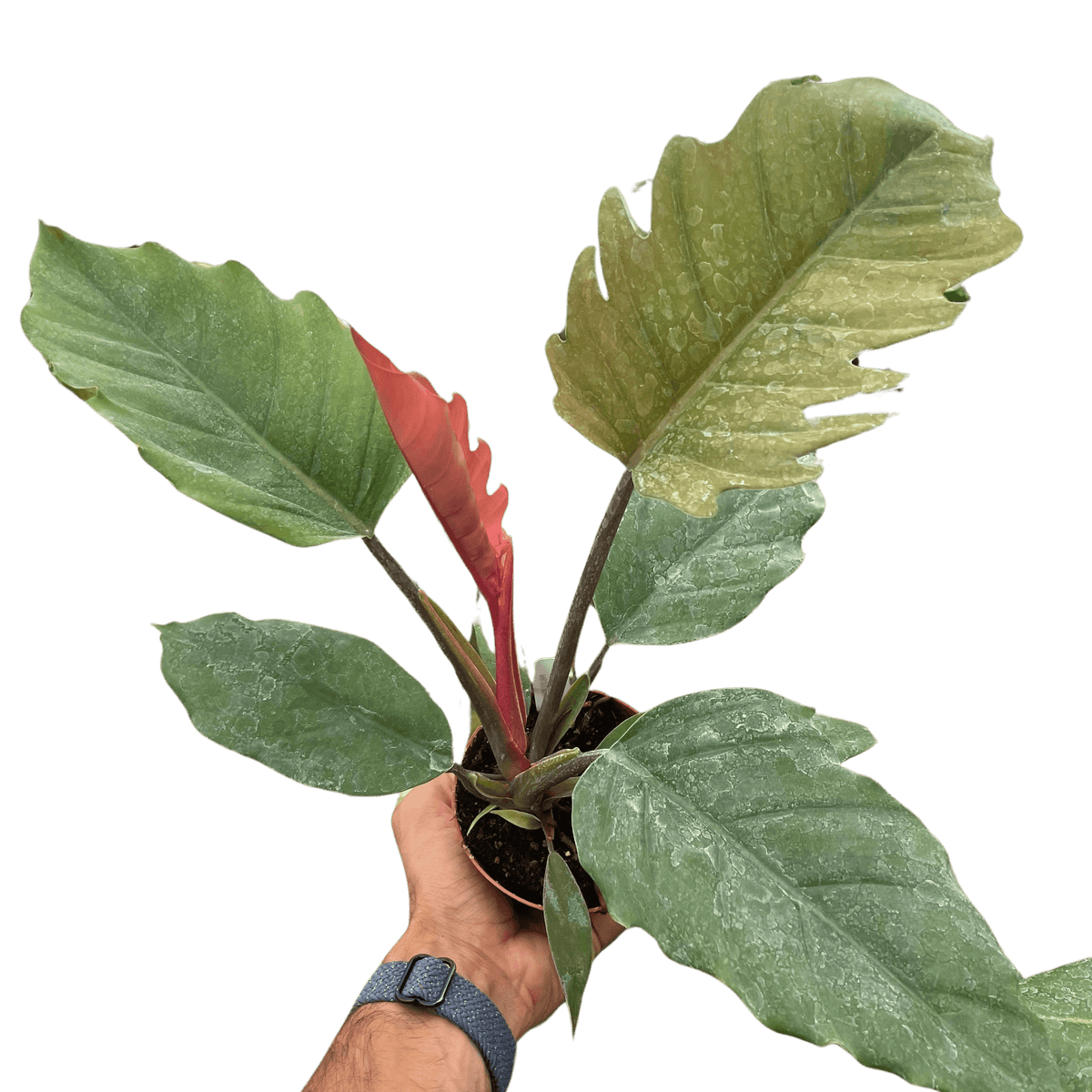 Philodendron 'Choco Empress'