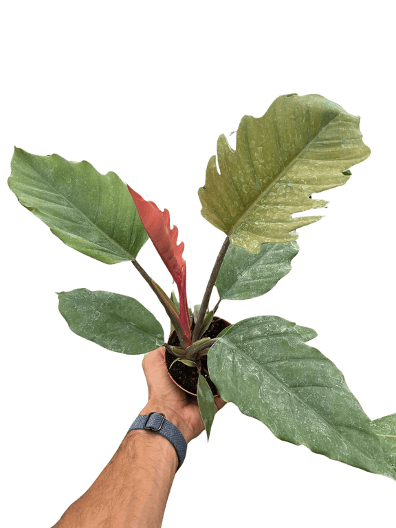 choco empress philodendron care Philodendron Choco Empress