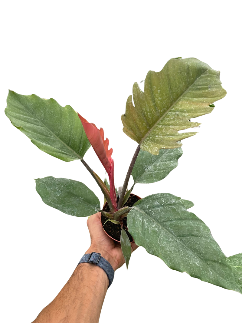 Philodendron 'Choco Empress'