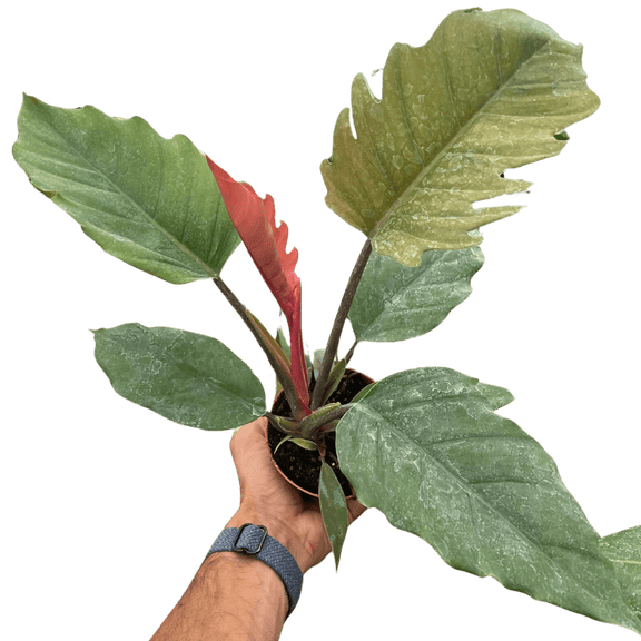 philodendron green empress Philodendron Choco Empress