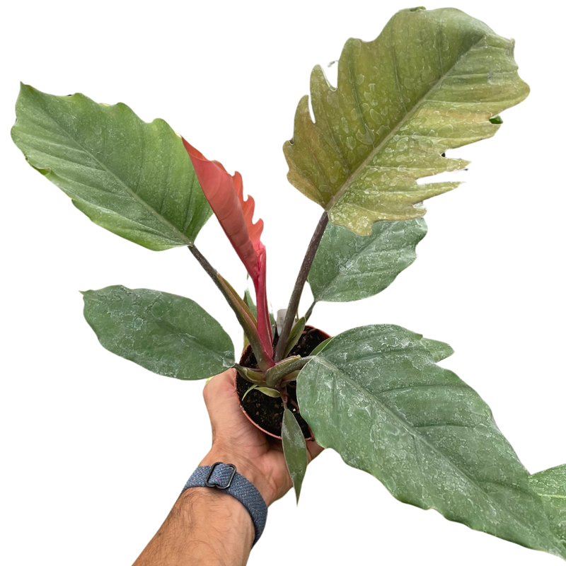 Philodendron 'Choco Empress'