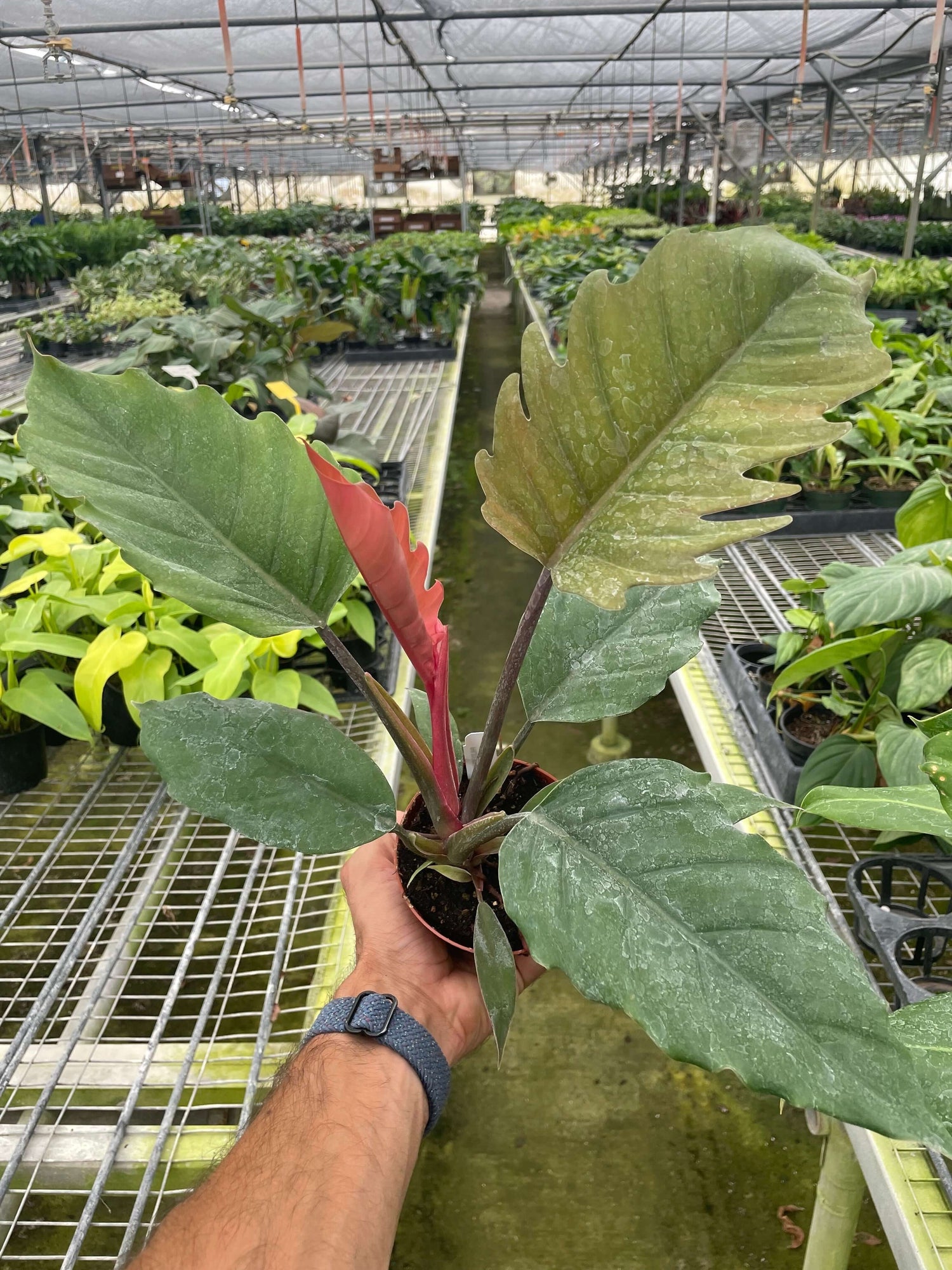 philodendron chocolate Philodendron Choco Empress