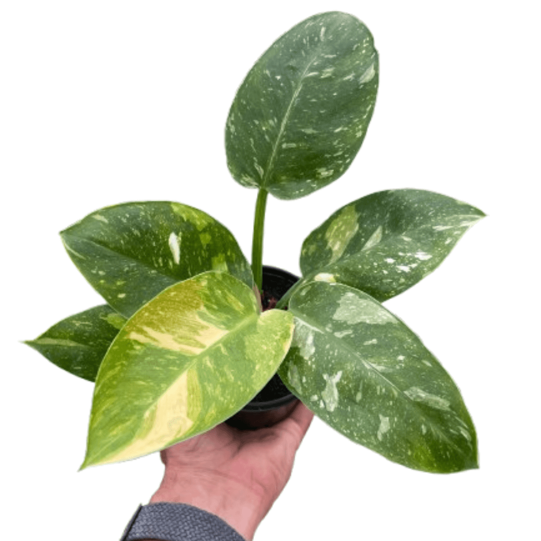 Philodendron 'Congo Nuclear' | Bold & Vibrant Indoor Plant  | All About Planties™