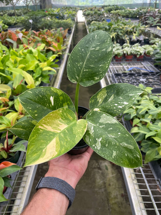 philodendron congo verde Philodendron Congo Green