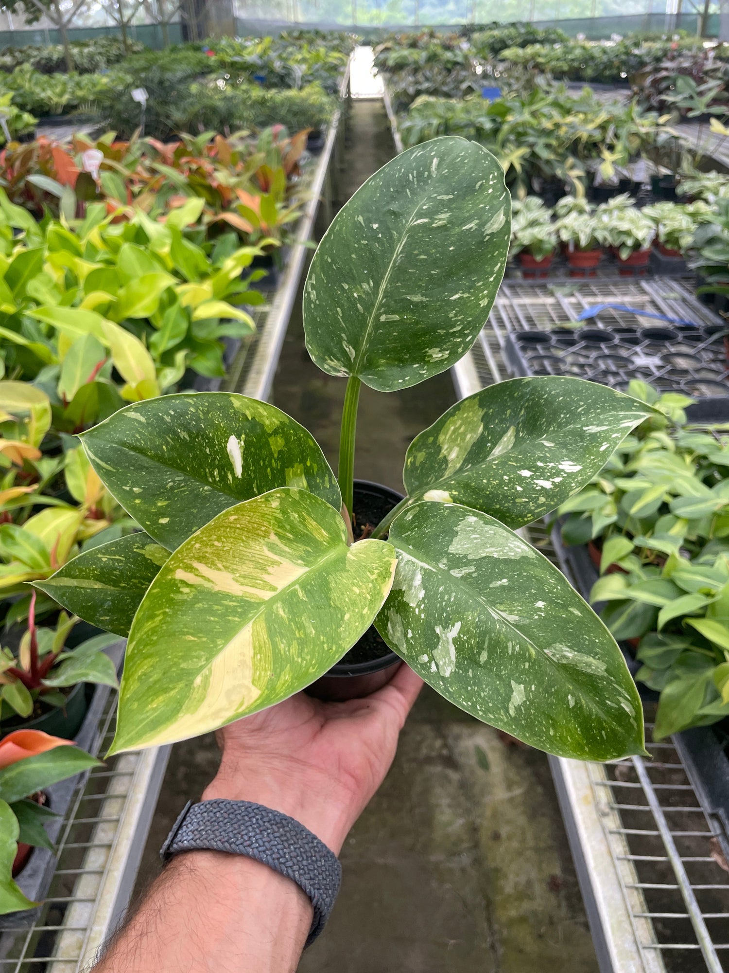 Philodendron 'Congo Nuclear' | Bold & Vibrant Indoor Plant