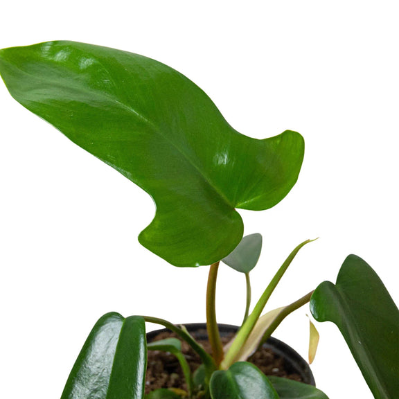 philodendron fast growing Philodendron 'Florida Green'