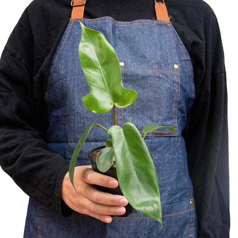 Person holding a Philodendron 'Florida Green' plant | Bold & Fast-Growing Aroid – All About Planties
