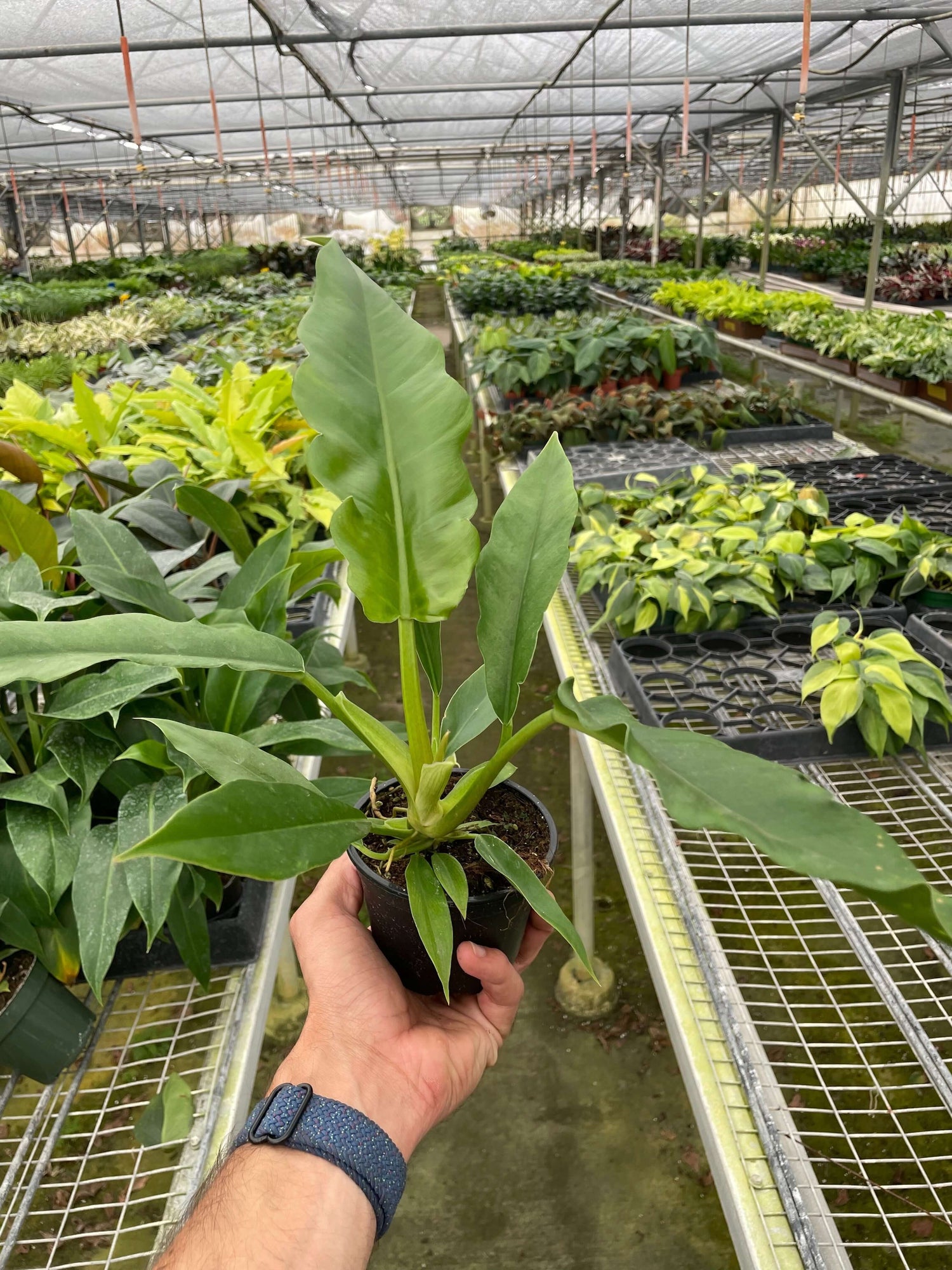 jungle boogie philodendron care Philodendron 'Jungle Boogie'