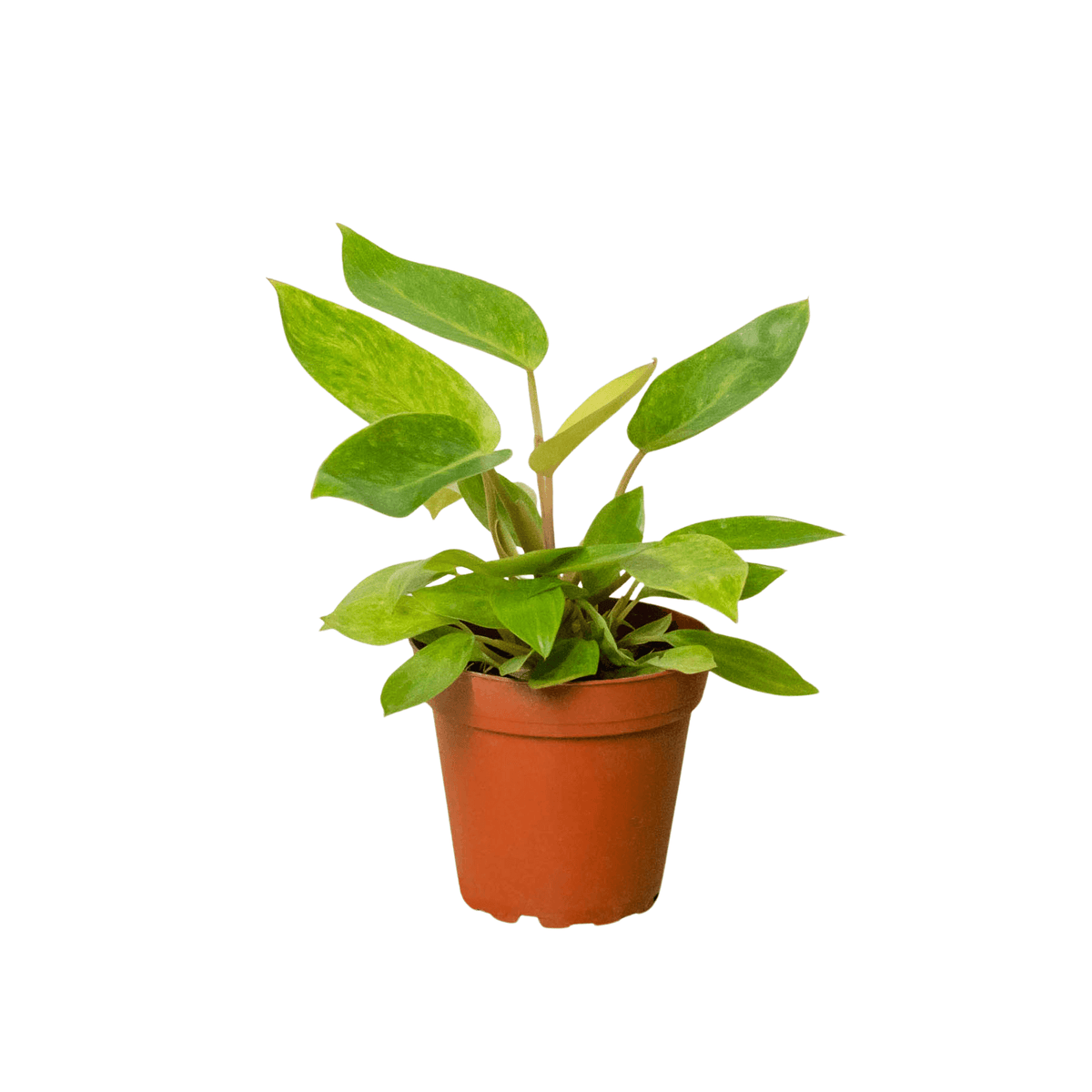 philodendron-painted-lady plant | All About Planties