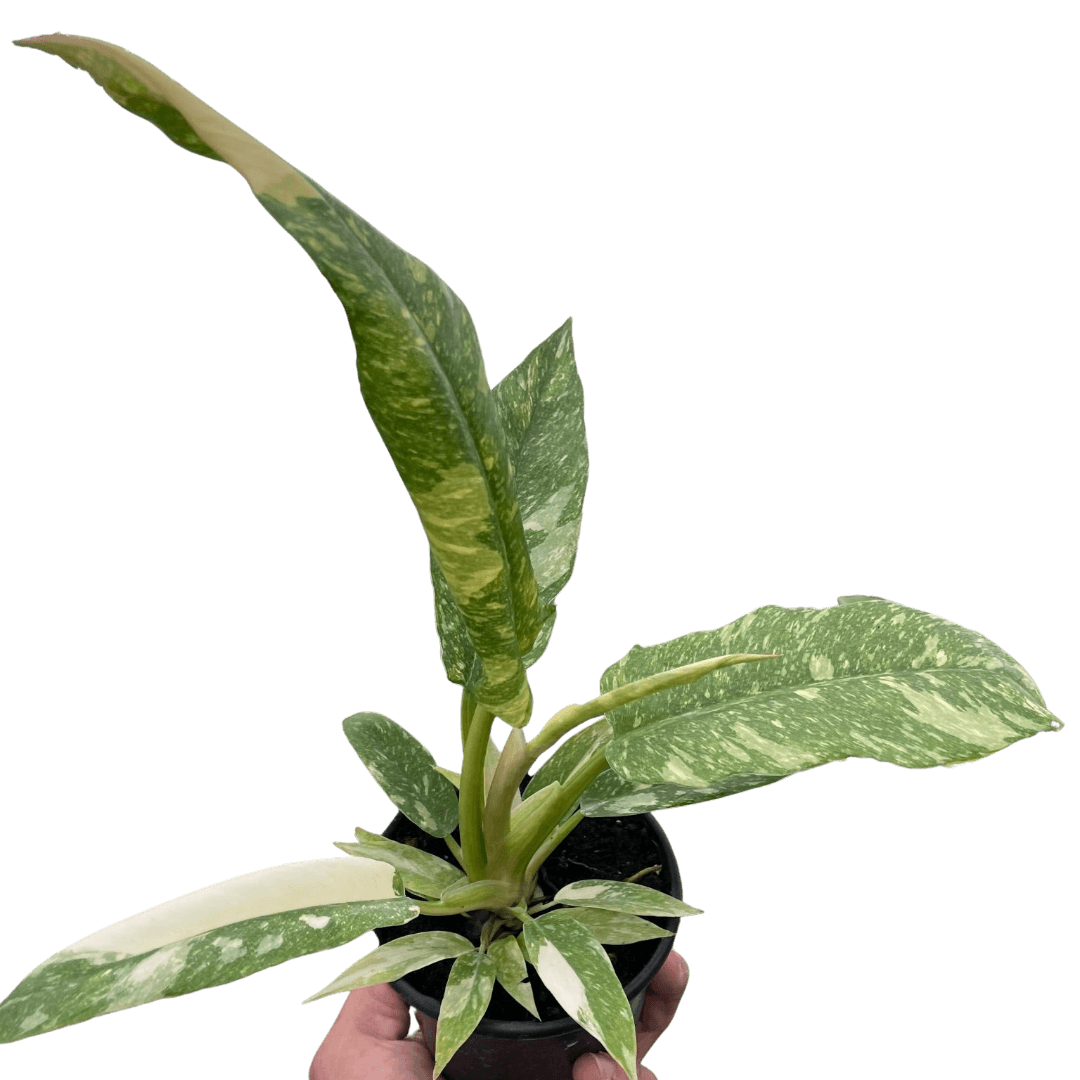 philodendron ring of fire scientific name Philodendron Ring of Fire Variegated