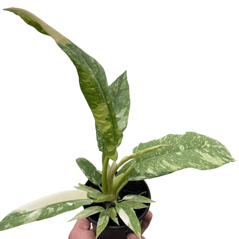 Philodendron Ring of Fire